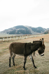 Fototapeta na wymiar a full-sized donkey standing in front of a fence with a mountainous landscape in the background