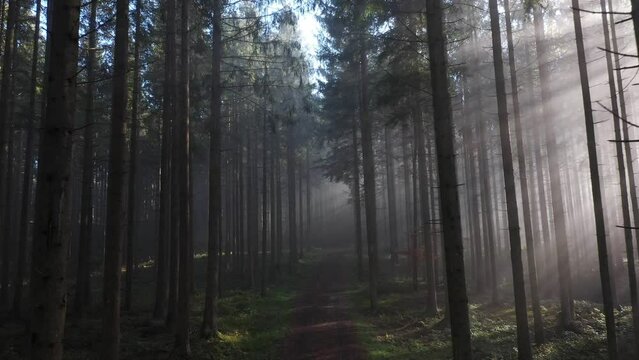 sun rays shine through the morning fog in the forest with forest path, drone photography,