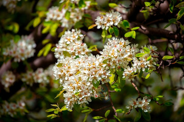 White flowers bloom in the trees. Spring landscape with blooming sakura tree. Beautiful blooming garden on a sunny day. Copy space for text.