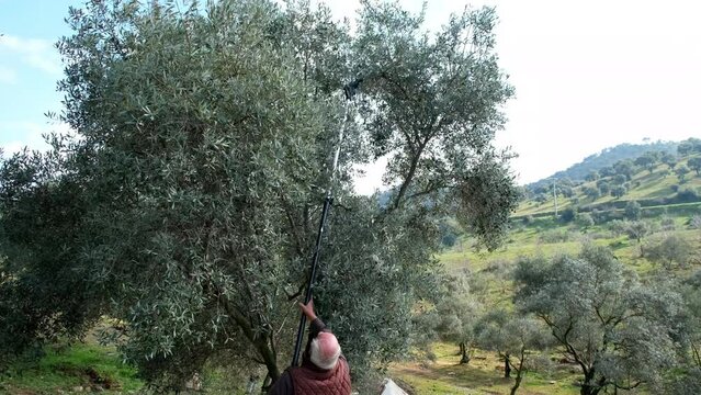 Mature farmer man is harvesting olives from trees. Olive Harvest. Local farmer using electric comb to picking olives.