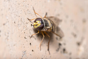 Eupeodes sp. posed on a concrete floor on a sunny day