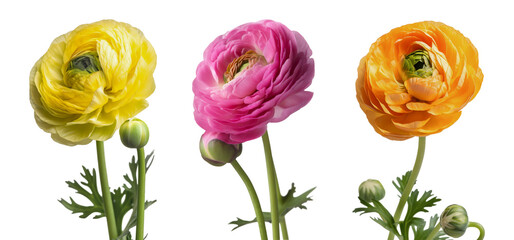 Isolated Persian Buttercup flowers on transparent background. Generative AI