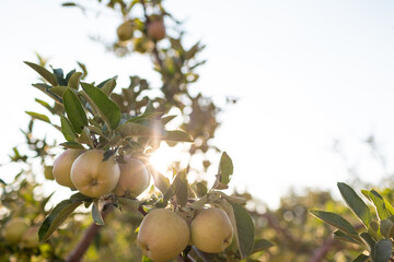 Apple trees ripen in the orchard. Growing apples on trees in an orchard.