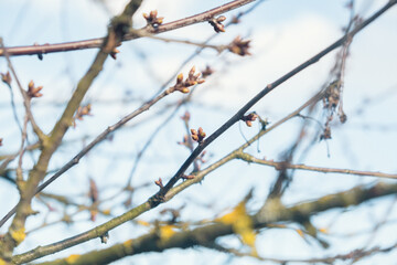 new spring buds on a tree branch in early spring Sunset dawn evening