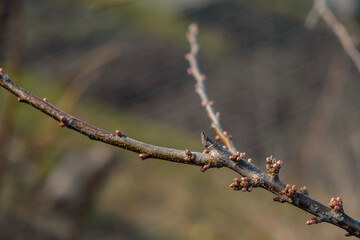 new spring buds on a tree branch in early spring Sunset dawn evening