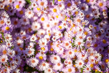 Lilac flowers close up. Bouquet of purple flowers. City flower beds, a beautiful and well-groomed garden with flowering bushes.