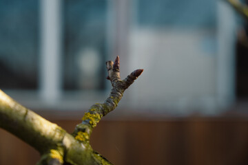 Obraz premium new spring buds on a tree branch in early spring Sunset dawn evening