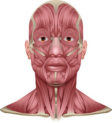 Muscles of the body anatomy illustration. Medical anatomical diagram of human face and neck muscle.