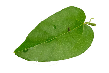 Fototapeta na wymiar Grass jelly leaf vine isolated on white background 