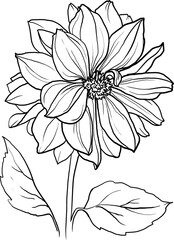 Dahlia flower lineart clipart, botanical floral illustration