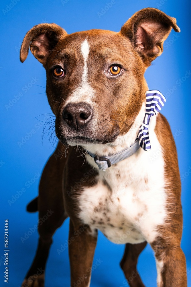 Sticker Portrait of an adorable brown and white dog with a bow tie on blue background - dog up for adoption