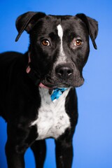 Portrait of an adorable black and white dog with a collar on blue background - dog up for adoption