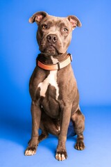 An adorable brown and white pit bull with a collar on blue background - dog up for adoption