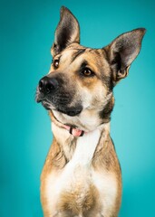 individual mix breed shelter dog poses for a photograph impress future adopters