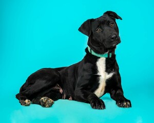 individual mix breed shelter dog poses for a photograph impress future adopters