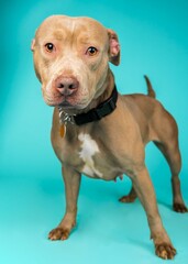 individual shelter mix breed dog poses for adoption photos