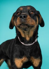 individual shelter mix breed dog poses for adoption photos