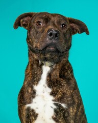 individual shelter mix breed dog poses for adoption photos