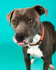 individual shelter mix breed dog poses for adoption photos