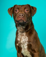 individual shelter mix breed dog poses for adoption photos