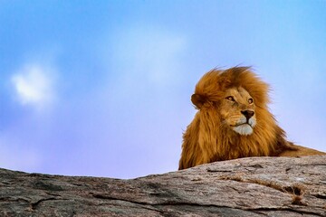 Bob Junior, el rey del Serengueti
