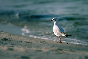 A young black-headed gull on a walk on the sunny beach of the Baltic Sea.