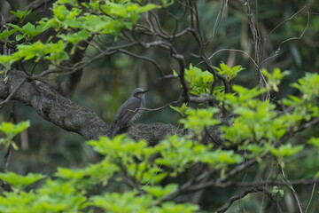 bulbul in a forest