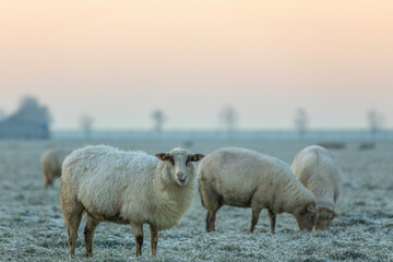 Schafe auf dem Deich im Winter