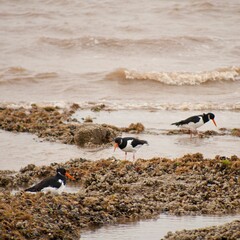 Three oystercatcher birds standing on the seacoast