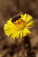 Tussilago farfara and Musca domestica, a fly sits on a yellow flower