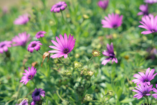 Selective focus of purple cape marguerite flowers blooming in a field