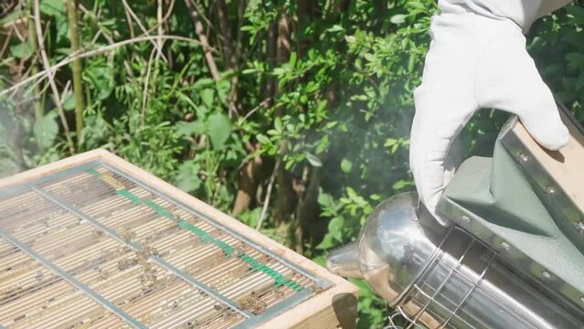 Beekeeper calms his bees with smoke. Slow Motion