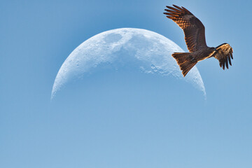 月を背景に、大空を悠々と駆け抜けていくトビの雄姿