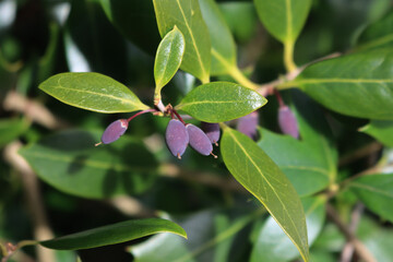 Close-up of Osmanthus bush with purple berries on branches in the garden. Osmanthus fragrant