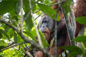 Close-up view of a Bornean orangutan hiding in the branches of a tree © Edgardm/Wirestock Creators