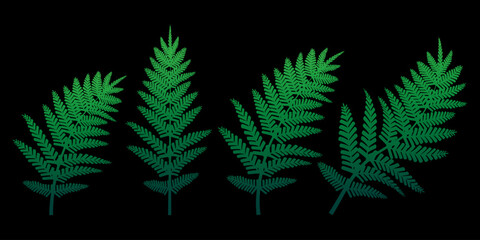 Green fern on a black background. Vector illustration. © Полякевич Олена