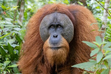Close-up portrait of a Tapanuli orangutan in the greenery
