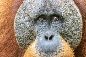 Close-up view of the kind face of a Tapanuli orangutan with brown eyes