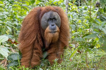 Close-up view of a hairy Tapanuli orangutan in the greenery - obrazy, fototapety, plakaty