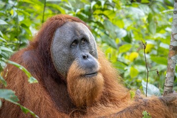 Close-up portrait of a Tapanuli orangutan in the greenery