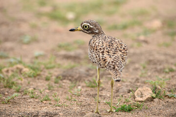 Close-up portrait of stone-curlew face in the nature in which it lives
