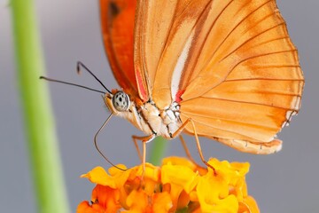 Julia heliconian butterfly sipping the nectar of a goldenrod flower with blur background
