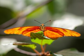 Julia heliconian butterfly perching on a green leaf with wings wide open with blur background