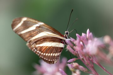 Zebra longwing butterfly nectaring on pink flowers in the garden with blur background