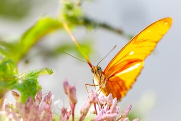 Julia heliconian butterfly nectaring on a pink flowering plant in the garden with blur background