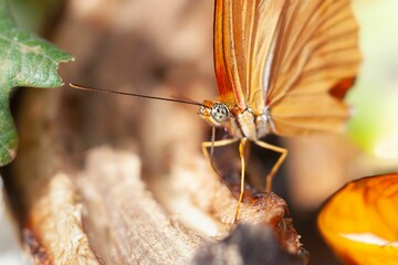 Closeup detail shot of a Julia heliconian butterfly in bright sunlight with blur background