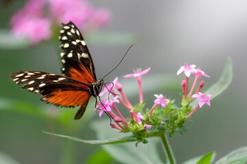 Fototapeta na wymiar Tithorea butterfly perching on a pink flower in the garden with blur background