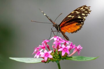 Shallow focus shot of tithorea butterfly perching on a pink flower with blur background