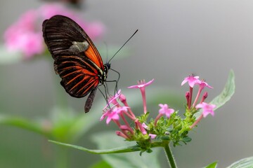Postman butterfly nectaring on a pink flower with blur background
