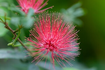 Selective focus shot of red powder puff flowering plant in the garden with blur background